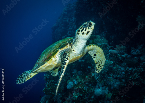 Sea turtle swimming close to the coral reef in Red Sea