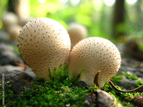 Bild auf Leinwand Gemensame Puffball pilz