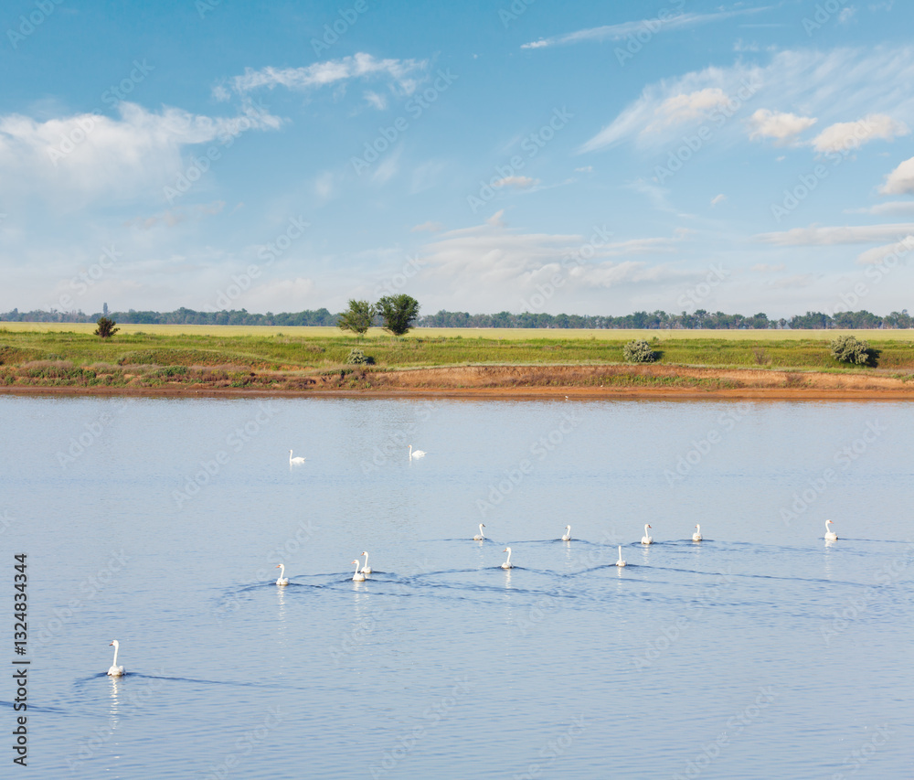 White swan flock on small summer lake