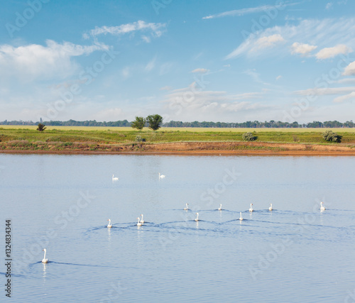 Obraz na płótnie White swan flock on small summer lake w salonie