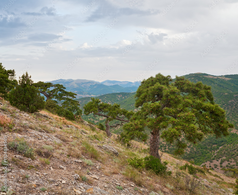 pine tree on summer mountain hill (Crimea, Ukraine)