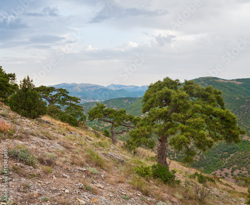 Obraz na płótnie pine tree on summer mountain hill (Crimea, Ukraine) w salonie