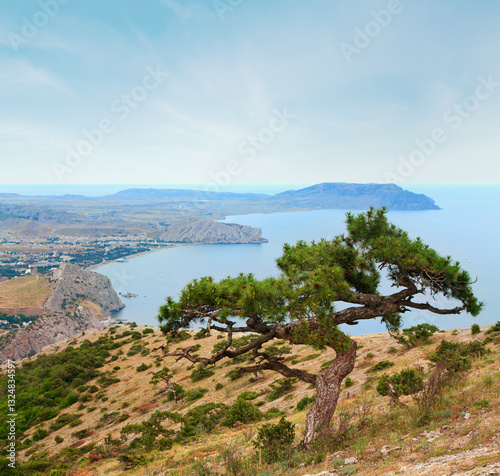 juniper tree on rock and Sudak City background (Crimea, Ukraine).