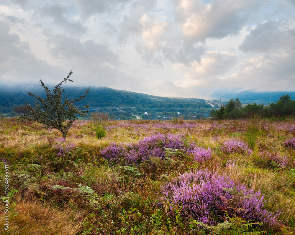 Summer misty morning country foothills view with heather flowers (Lviv Oblast, Ukraine). Summer misty morning country foothills view with heather flowers (Lviv Oblast, Ukraine).