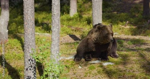 Wild Scandinavian Brown Bear in a Boreal Forest