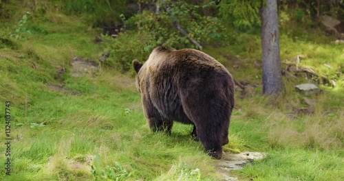 Brown Bear Walking Through a Scandinavian Forest