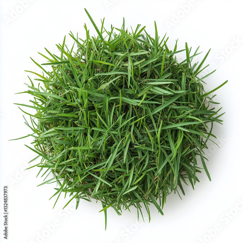 Top view Mondo Grass, isolated on white plant image photo