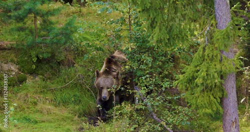 Large Brown Bear Walking in Scandinavian Forest on a Sunny Summer Day