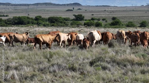 Afrikaner Cows In South Africa 