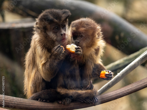 Photography Adult and babe monkey sits and eating fruit