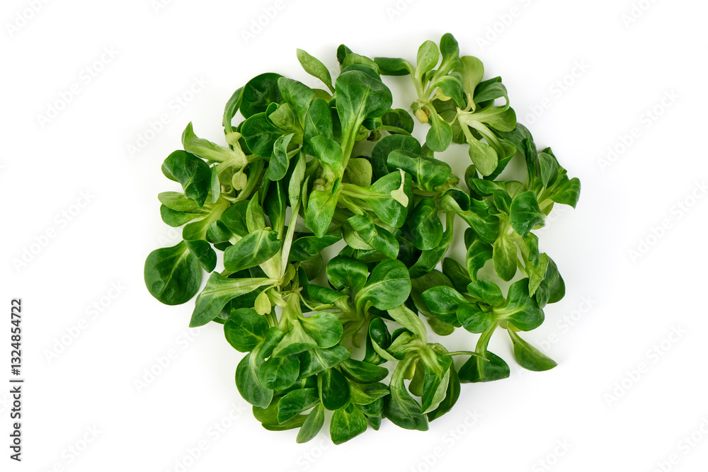 Fresh Corn Salad (Lamb's Lettuce), Isolated on White Background. Fresh Corn Salad (Lamb's Lettuce), Isolated on White Background.