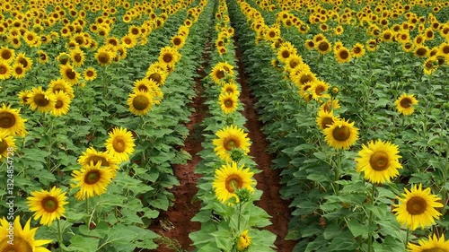 Sunflower farm in South Africa