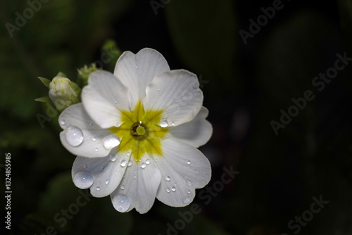 Closeup of a single flower of Polyanthus (Primula × polyantha) isolated against a dark background photo