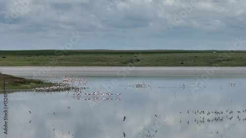 Flamingos Flying over wetlands