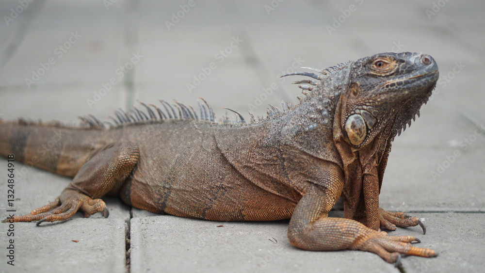 Fototapeta premium Portrait of a Green Iguana or is a species of herbivorous lizard that has a large body. It has thick skin and rows of spines along its back and tail.