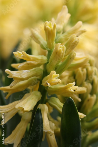 yellow hyacinth