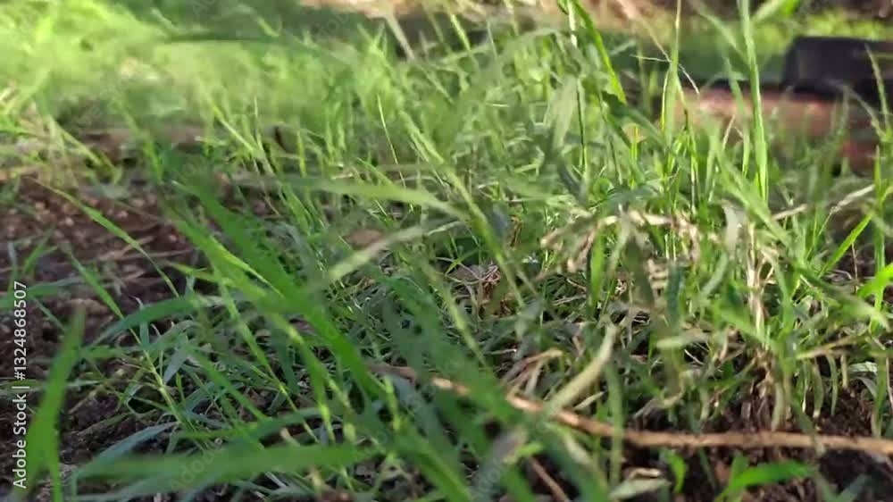 green grass swaying fast in the boowing wind get feel relaxed in nature green grass swaying fast in the boowing wind get feel relaxed in nature