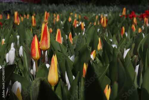 red and yellow tulips