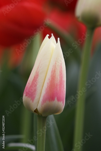 red and white tulip