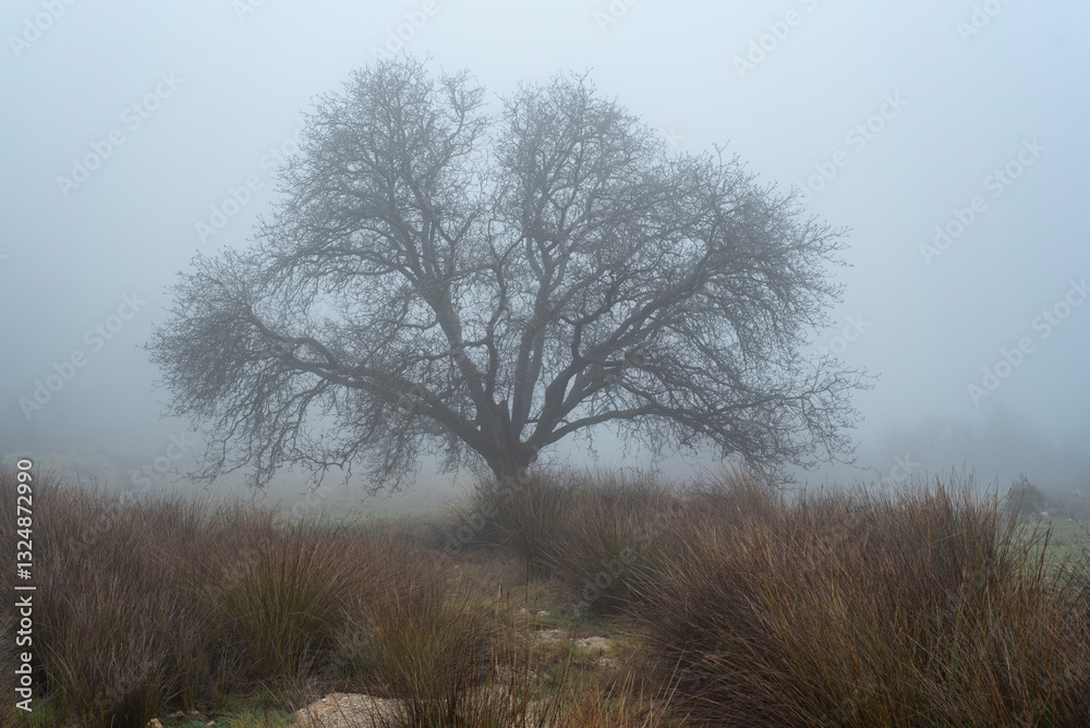 Wonderful landscape of the forest and trees behind the fog Wonderful landscape of the forest and trees behind the fog