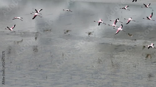 Flamingos Flying over wetlands in South Africa