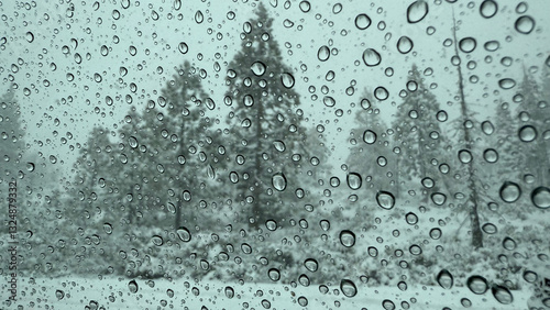 View of trees through rainy window