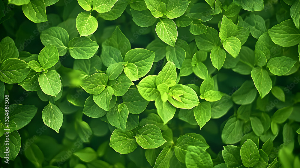 Vibrant Green Mint Leaves Forming a Dense Textured Pattern with Detailed Veins and Subtle Lighting on Dark Background Vibrant Green Mint Leaves Forming a Dense Textured Pattern with Detailed Veins and Subtle Lighting on Dark Background