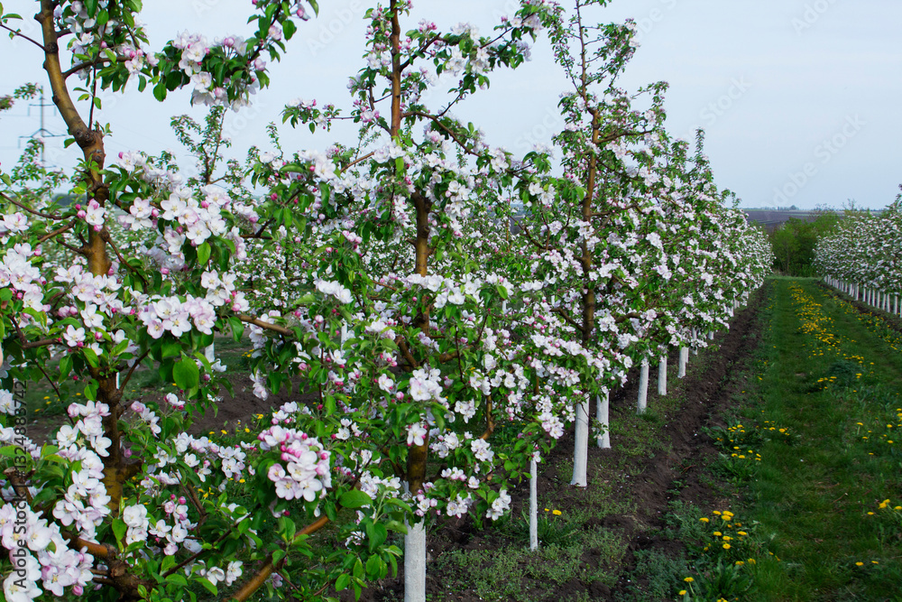 Blooming apple orchard, grass and blooming dandelions in the north of Moldova. Selective focus.