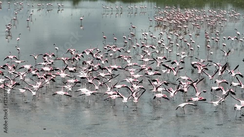 Flamingos Flying over wetlands in South Africa