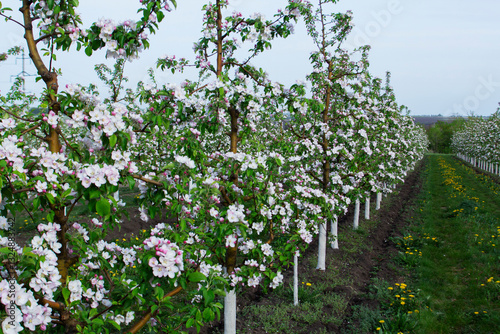 Obraz na płótnie Blooming apple orchard, grass and blooming dandelions in the north of Moldova. Selective focus. w salonie