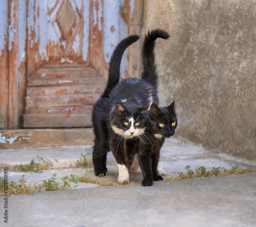 A couple of black cats together in a greek alley, one cat standing trustfully above its friend