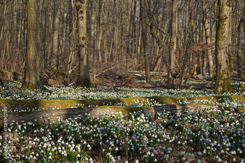 Märzenbecher am Naturpfad Thiemsburg