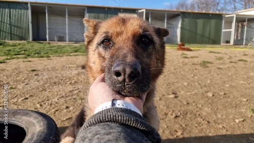 Super cute rescue dog with big puppy eyes being stroked on a green field in front of dog kennels at an animal rescue and sanctuary