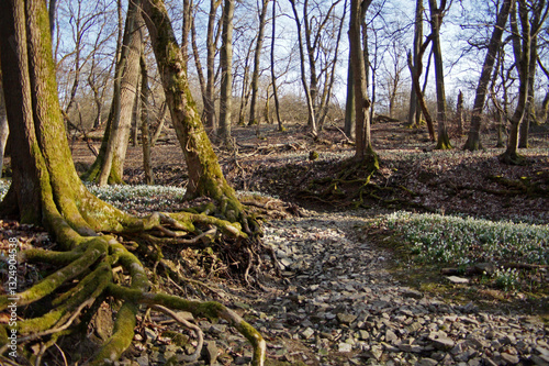Naturpfad Thiemsburg, Märzenbecher am Steingraben
