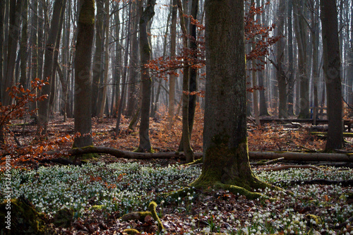 Märzenbecher am Naturpfad Thiemsburg