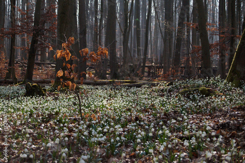 Märzenbecher am Naturpfad Thiemsburg