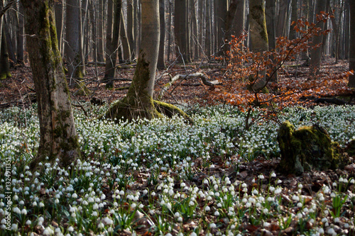 Märzenbecher am Naturpfad Thiemsburg
