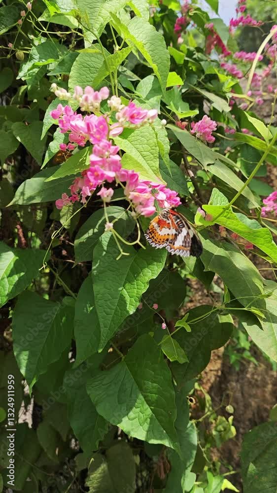 Orange and Black Butterfly Feeding on Mexican Creeper Flower Nectar in Natural Setting portrait video. Orange and Black Butterfly Feeding on Mexican Creeper Flower Nectar in Natural Setting portrait video.