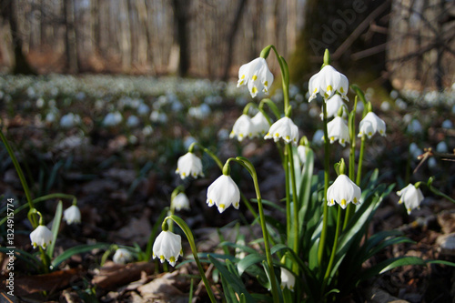 Märzenbecher am Naturpfad Thiemsburg