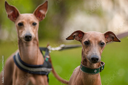 Obraz na plátně italian greyhound duo with blurred background.