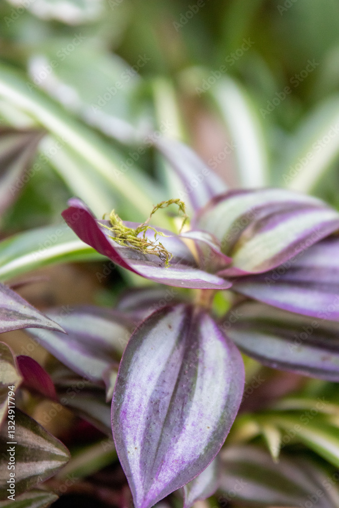 Vibrant purple and green striped leaves create a captivating display in the garden during midday sunshine
