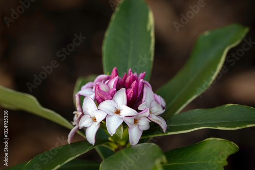 Closeup of flowers and leaves of gold-edged winter daphne (Daphne odora 'Aureomarginata') in a garden in early spring
