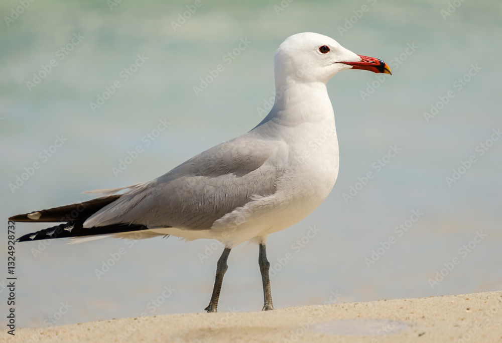 A Audouin's gull at the beach.