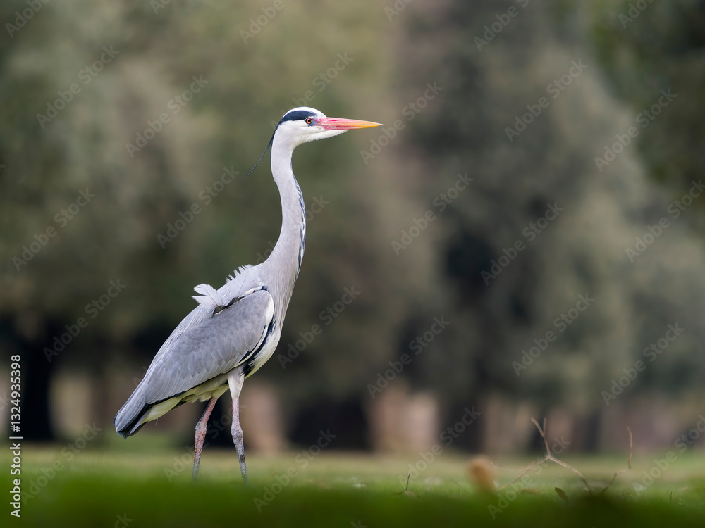 Fototapeta premium Grey heron, Ardea cinerea