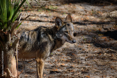 American red wolf (Canis rufus) standing in a forest clearing next to a palm tree under filtered sunlight against a natural blurry background of dirt and woodland foliage