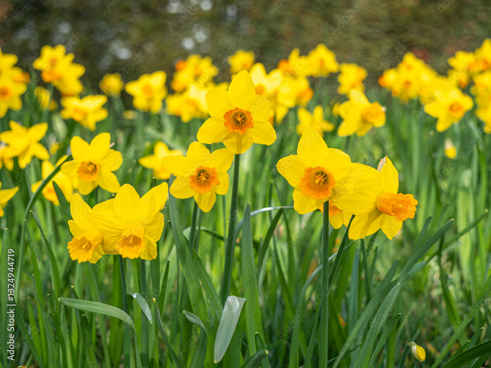 A vibrant field of yellow daffodils with bright orange centers blooms in the sunlight, surrounded by lush green leaves, signaling the arrival of spring.
A vibrant field of yellow daffodils with bright orange centers blooms in the sunlight, surrounded by lush green leaves, signaling the arrival of spring.