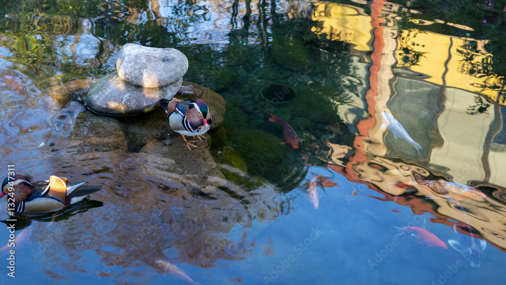 Fototapeta premium two Mandarin ducks swimming in a tranquil pond, surrounded by colorful reflections and aquatic life