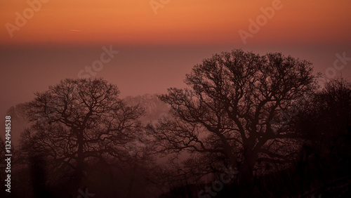 Sunrise winter trees