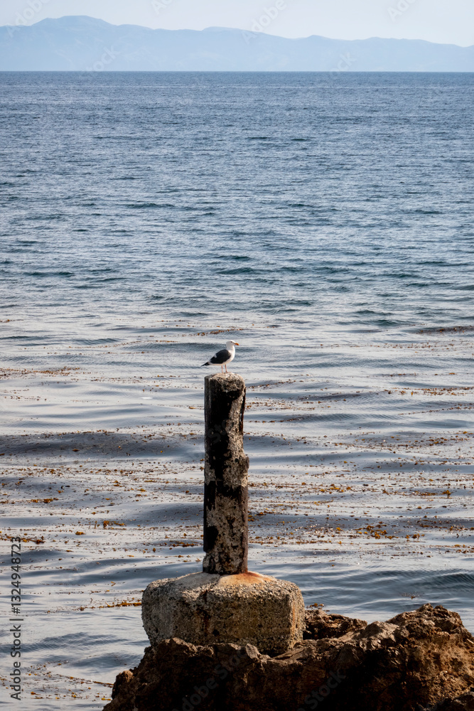 Portrait style photograph of a seagull sitting on top of an old pier post along the shoreline with an ocean view with a horizon and island background