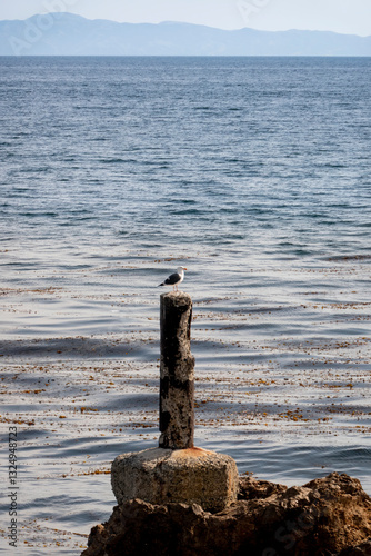 Obraz na płótnie Portrait style photograph of a seagull sitting on top of an old pier post along the shoreline with an ocean view with a horizon and island background w salonie